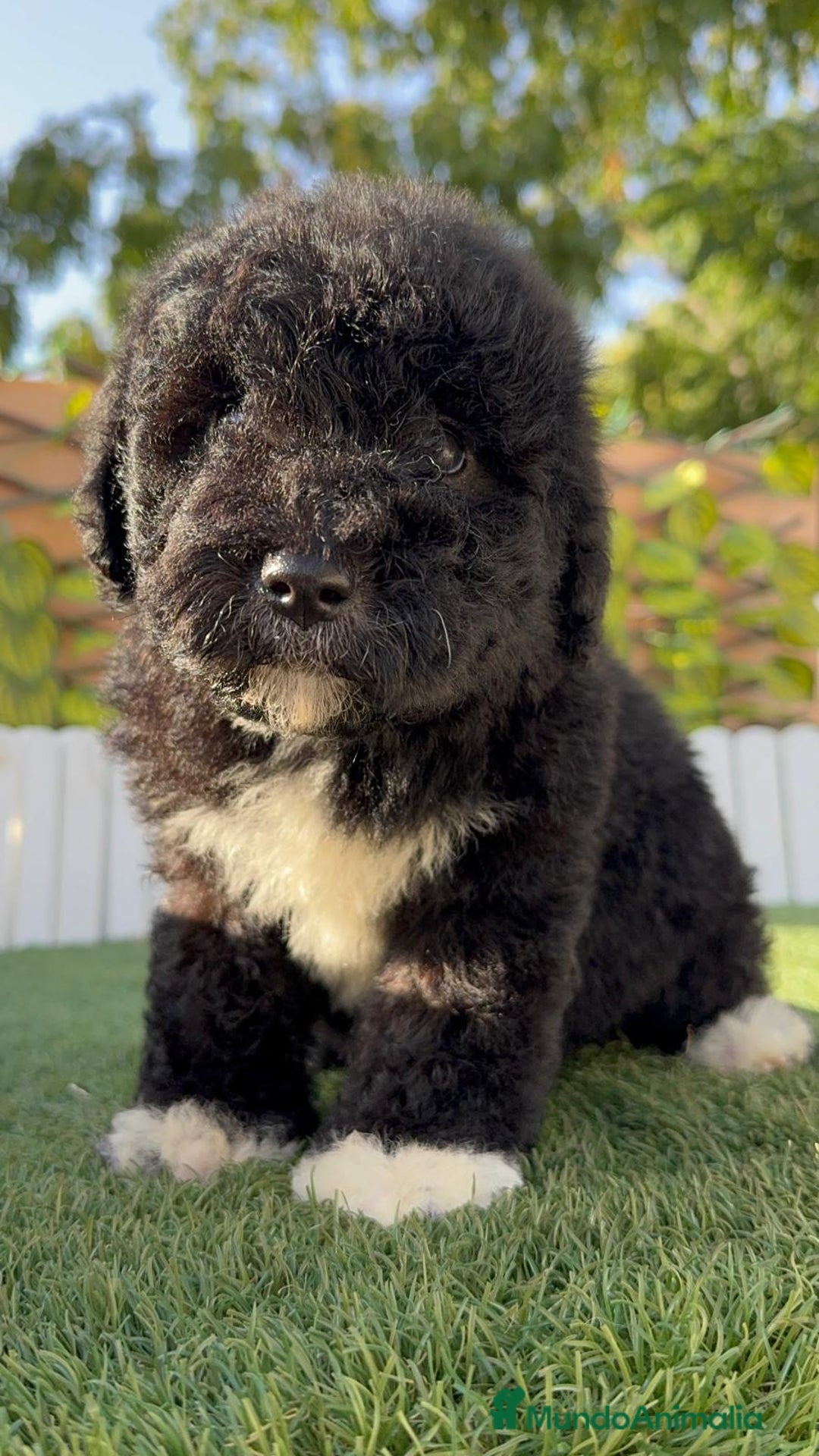 Perro de Agua Español perros en venta: PERRO DE AGUA HEMBRA - Imagen 8