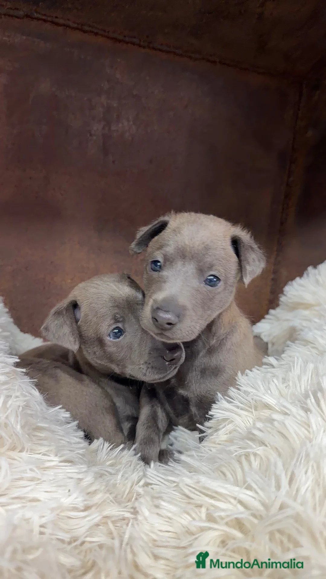 Pequeño Lebrel Italiano perros en venta: Piccolo lebrel italiano  - Anuncio 2