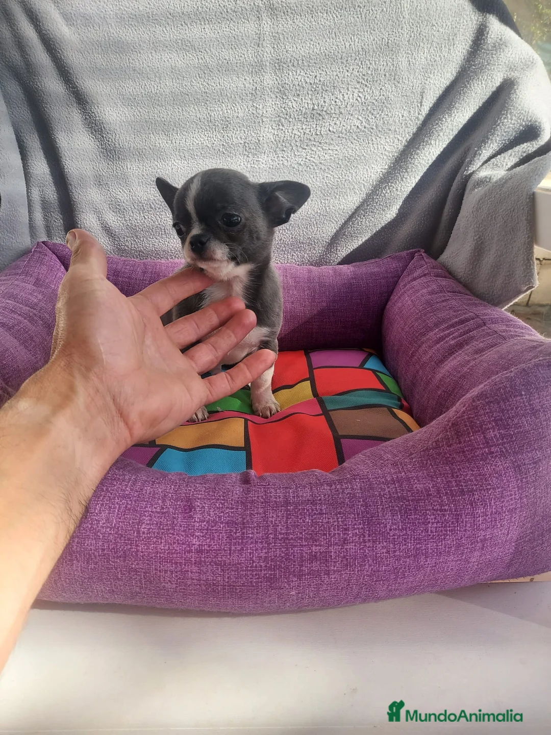 Chihuahua perros en venta: preciosos chihuahuas toy - Anuncio 4