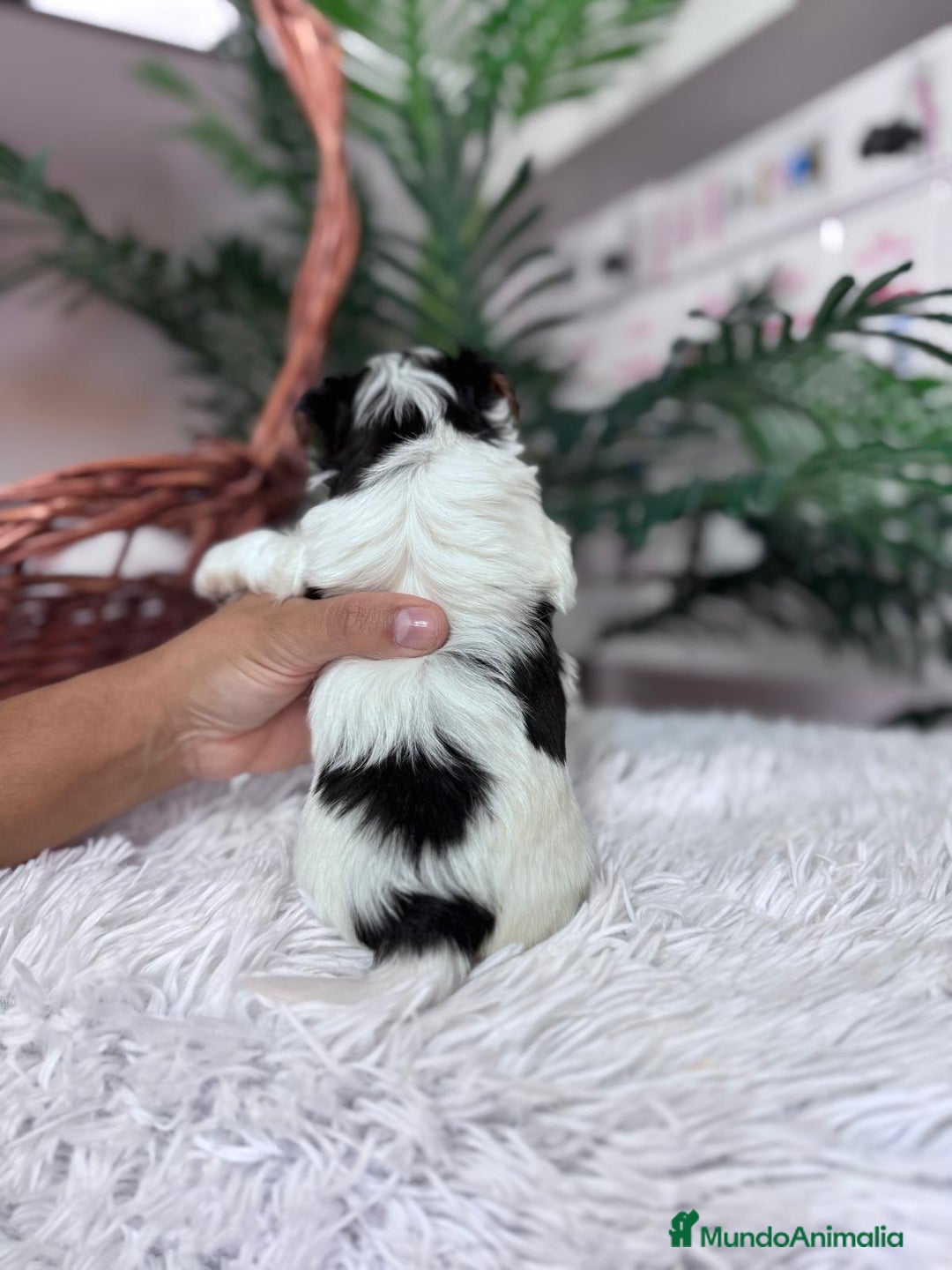 Yorkshire Terrier perros en venta: YORKSHIRE BIEWER - Anuncio 19