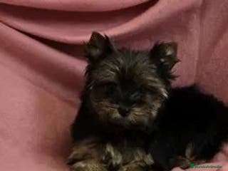 Yorkshire Terrier perros Hembra Yorkshire - Anuncio 6
