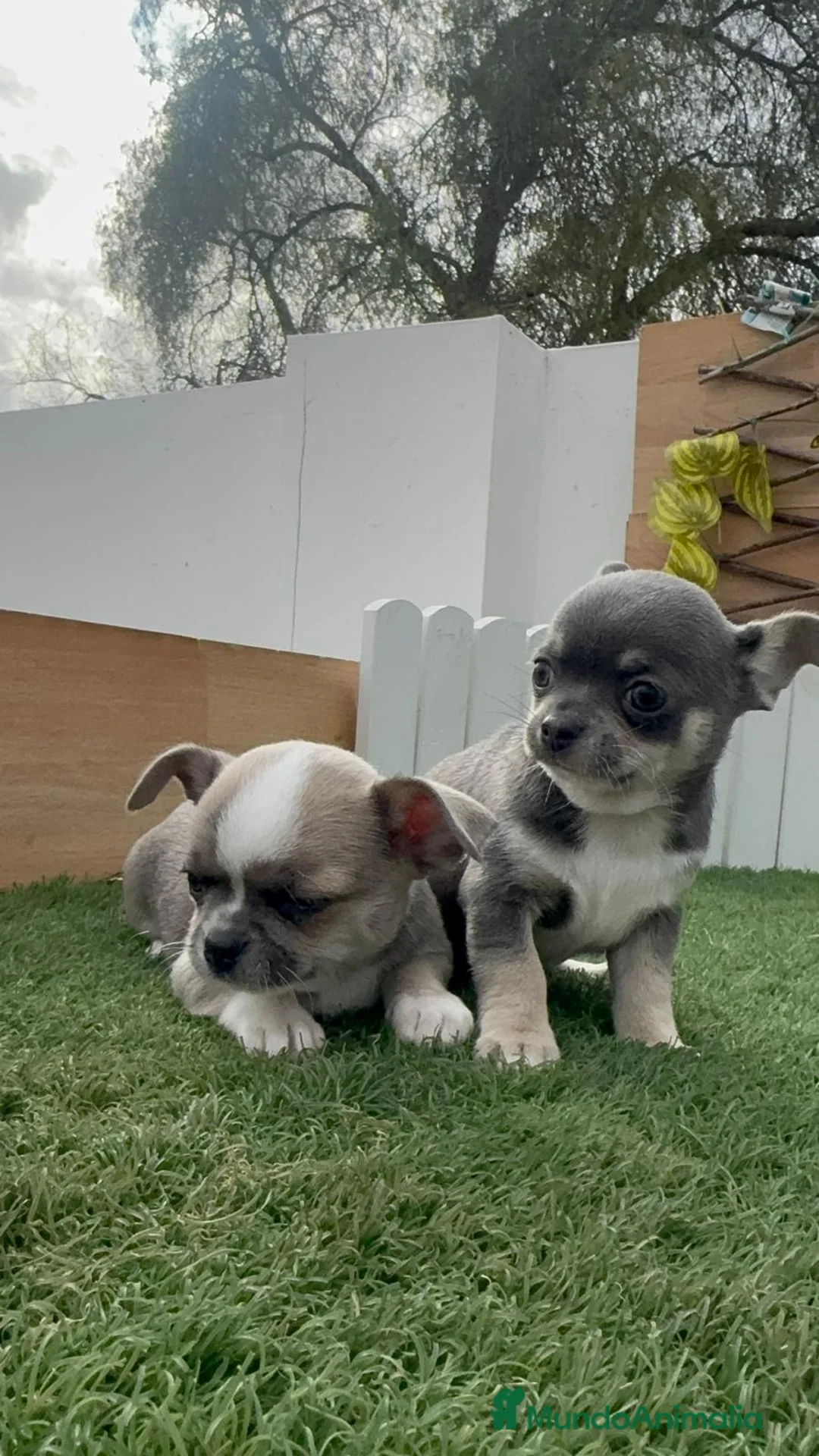 Chihuahua perros en venta: CHIUAHUA MACHO - Anuncio 1