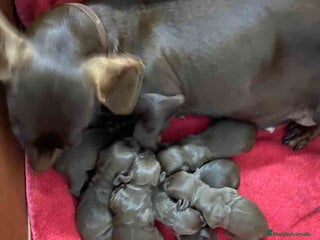 Teckel Miniatura perros en Barcelona - Anuncio 8