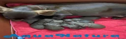 Teckel Miniatura perros en venta: Camada Teckel de Kily y Tilo - AQUANATURA en Barcelona - Anuncio 1