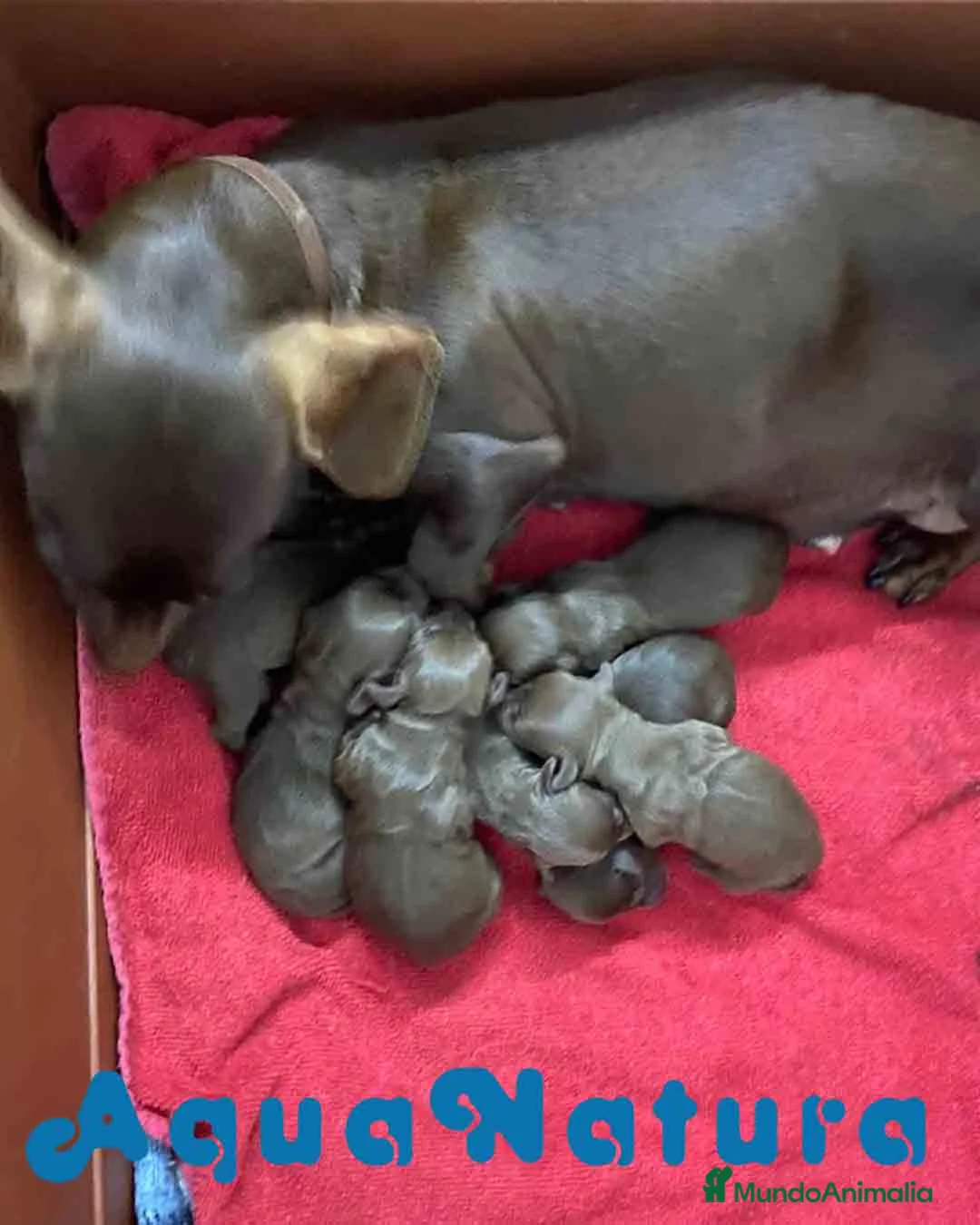 Teckel Miniatura perros en venta: Camada Teckel de Kily y Tilo - AQUANATURA en Barcelona - Anuncio 1