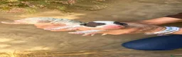 Perro de Agua Español perros en venta: PERRO DE AGUA ESPAÑOL - Anuncio 3