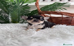 Chihuahua perros en venta: CHIHUAHUA MERLE HEMBRA - Imagen 6