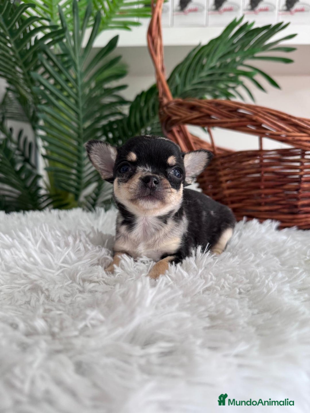 Chihuahua perros en venta: CHIHUAHUA MERLE HEMBRA - Imagen 6