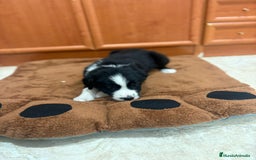 Border Collie perros en venta: Border collie - Imagen 4