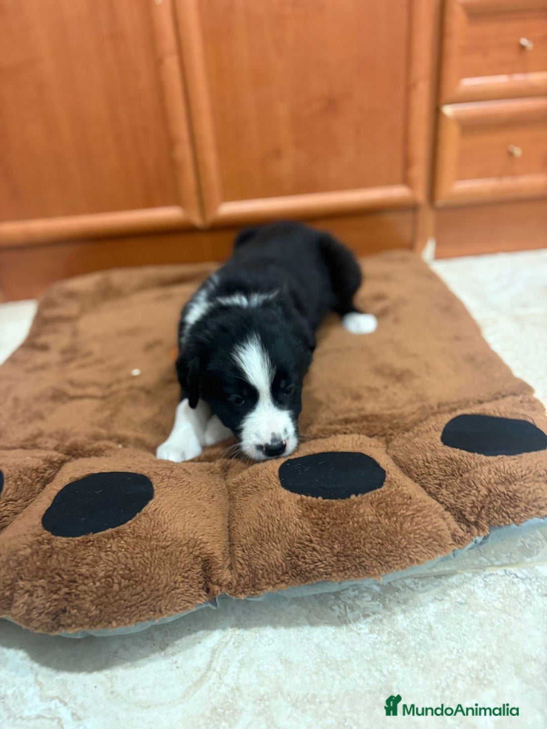 Border Collie perros en venta: Border collie - Imagen 4