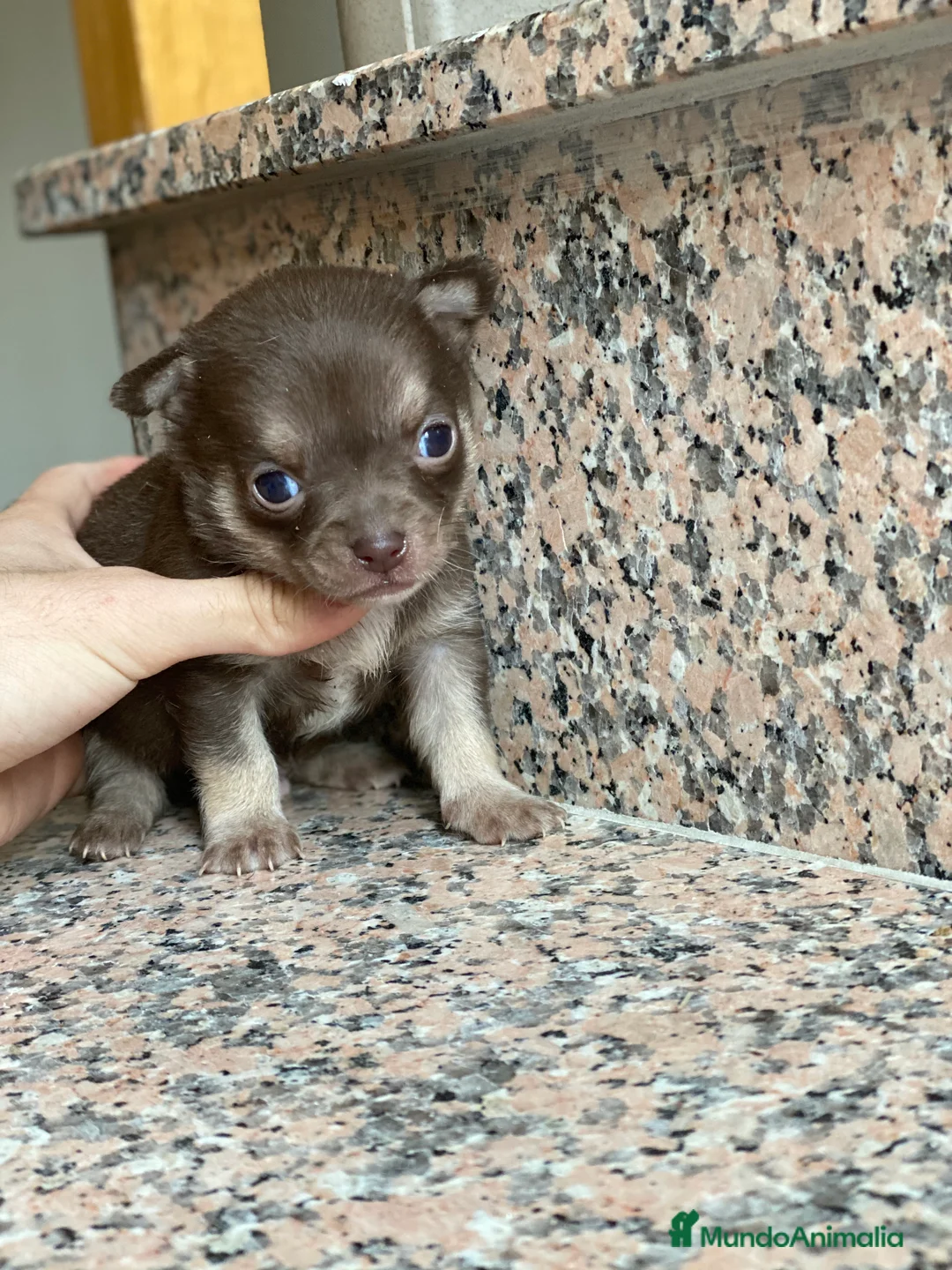 Chihuahua perros en venta: Chihuahuas Disponibles  en Ciudad Real - Anuncio 5