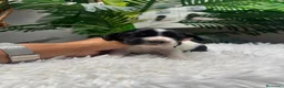 Cocker Spaniel Inglés perros en venta: COCKER SPANIEL INGLES - Anuncio 4