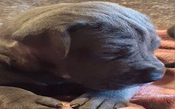 Dogo Alemán perros en venta: Dogo Alemán Azul - Imagen 1
