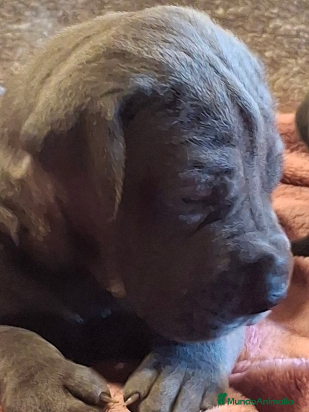 Dogo Alemán perros en venta: Dogo Alemán Azul - Imagen 1
