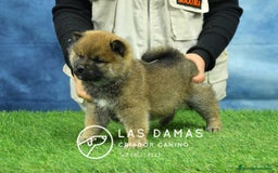 Shiba Inu perros en venta: SHIBA INU DISPONIBLES - Anuncio 1
