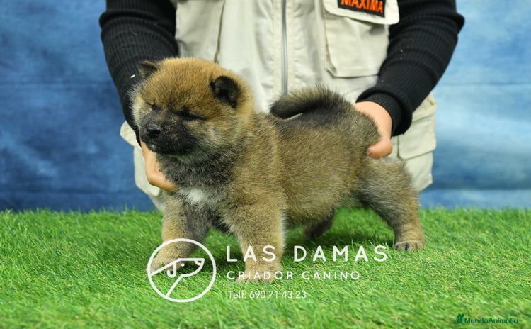 Shiba Inu perros SHIBA INU DISPONIBLES - Anuncio 2