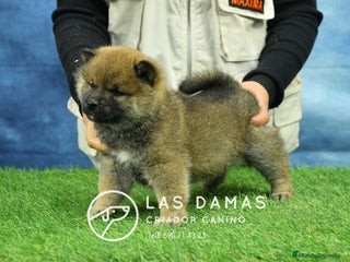 Shiba Inu perros SHIBA INU DISPONIBLES - Anuncio 2