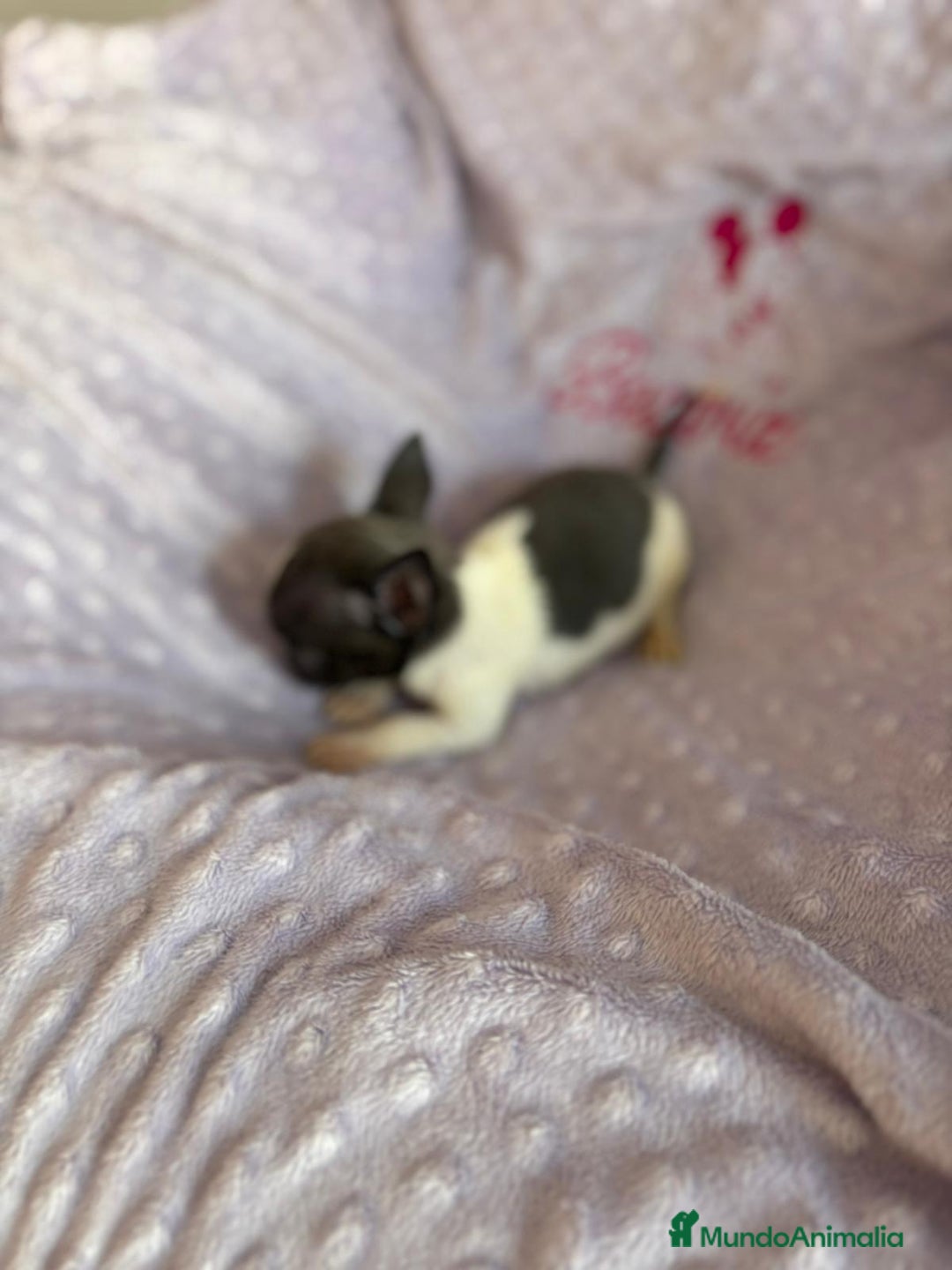 Chihuahua perros en venta: Chihuahua micro toy ruso - Imagen 9
