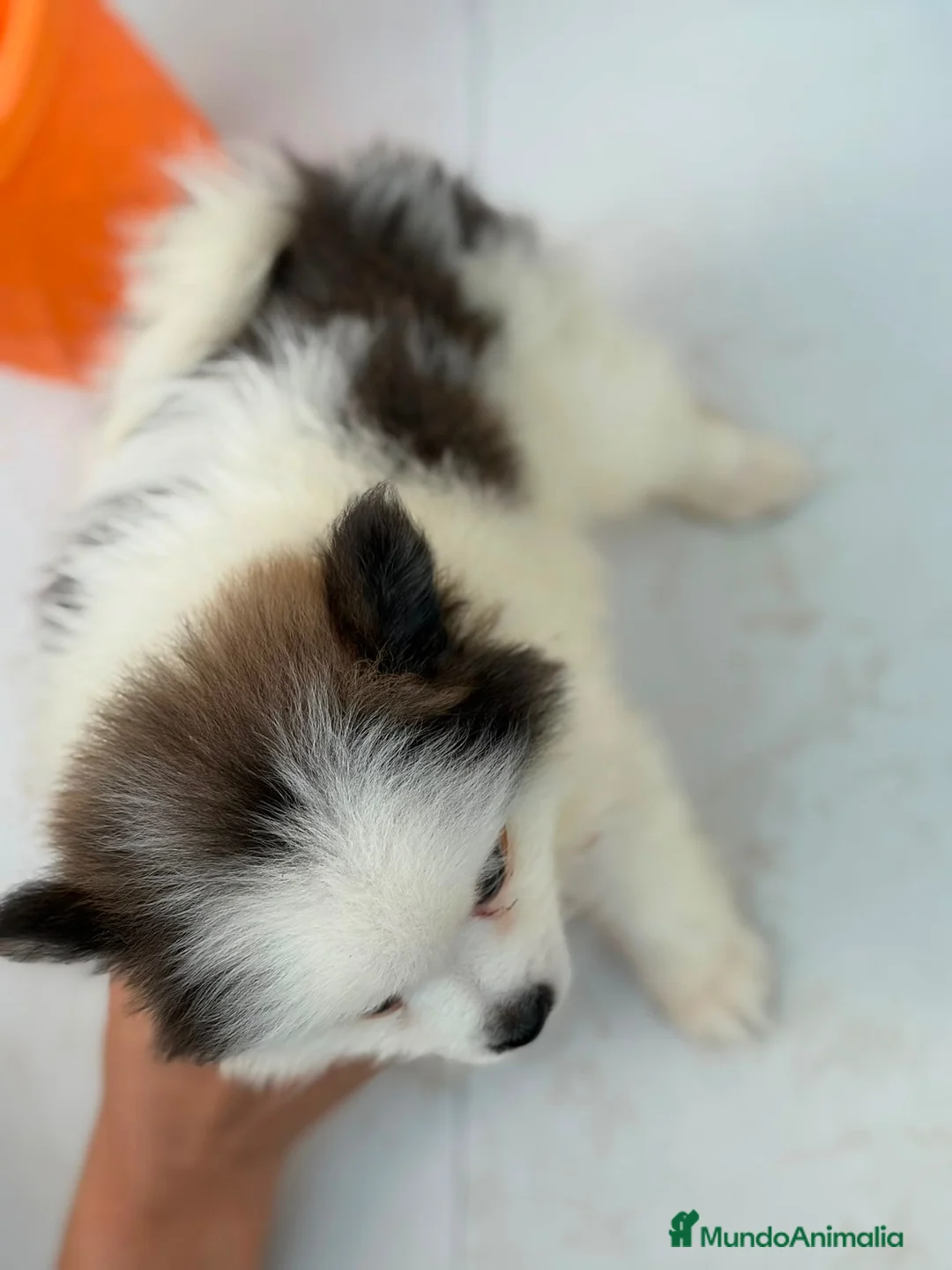 Pomerania perros en venta: Macho pomerania bicolor🐻⭐️ - Anuncio 5