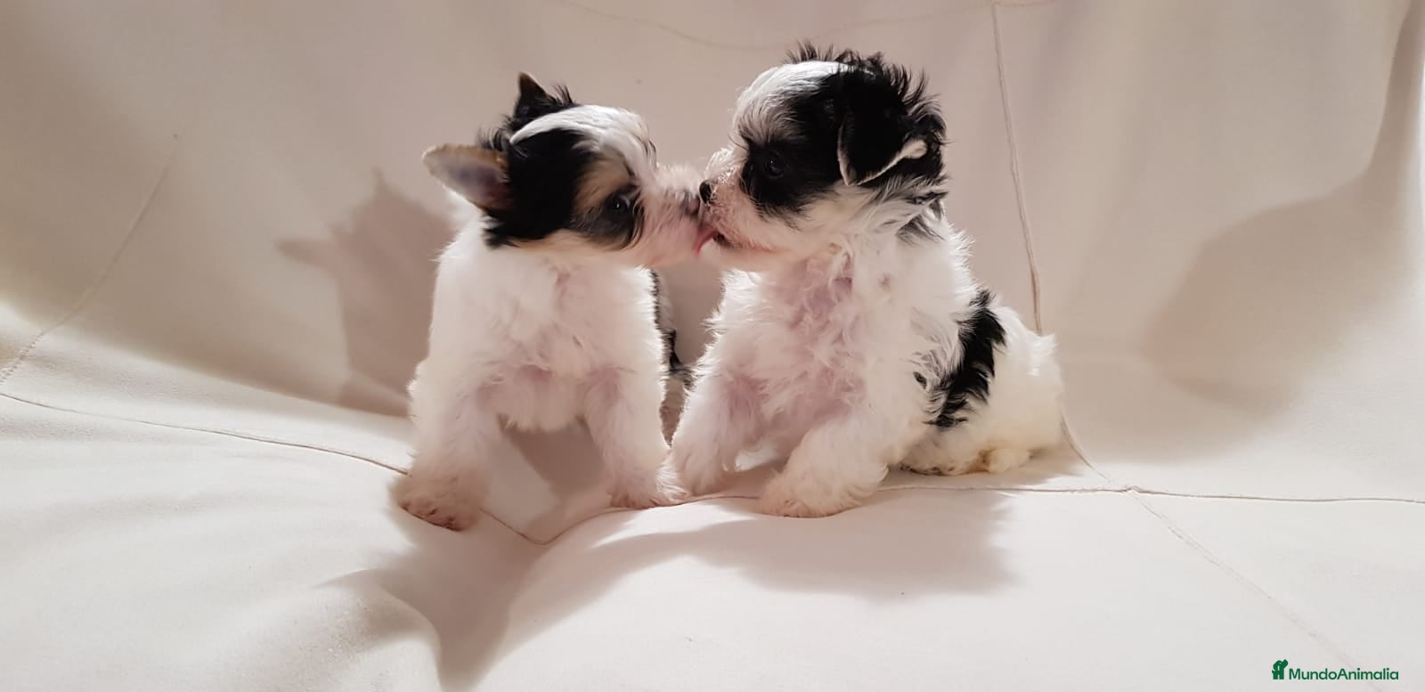 Biewer Yorkshire Terrier a la Pom Pon perros Biewer - Anuncio 3