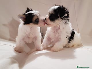 Biewer Yorkshire Terrier a la Pom Pon perros Biewer - Anuncio 5