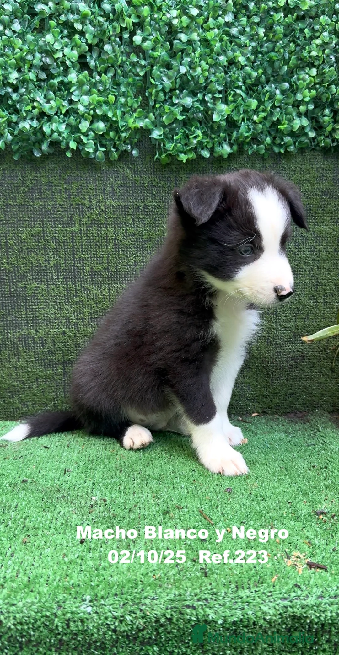 Border Collie perros en venta: BORDER COLLIE - Anuncio 6