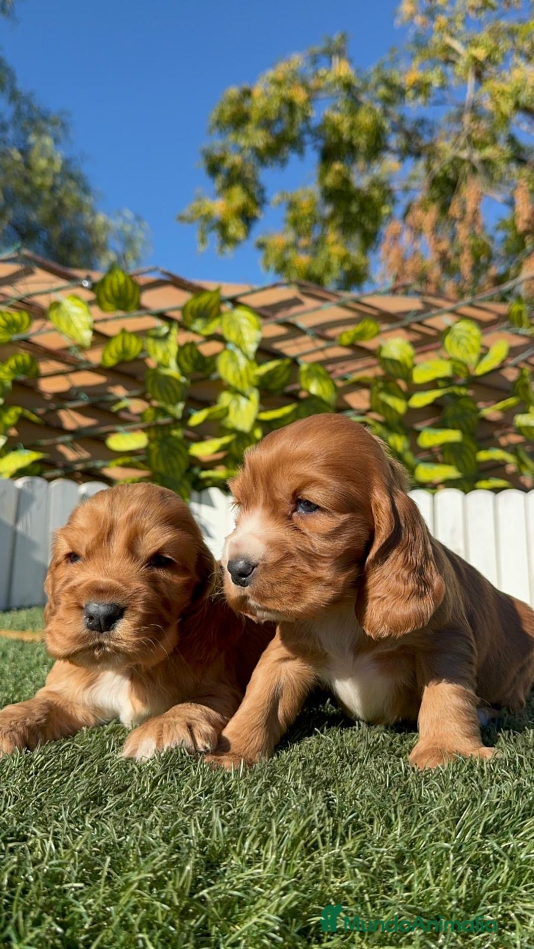 Cocker Spaniel Inglés perros en venta: COCKER SPANIEL INGLES - Anuncio 28