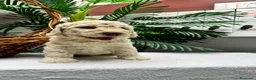 Perro de Agua Español perros en venta: PERRO DE AGUA ESPAÑOL-RABON - Anuncio 9