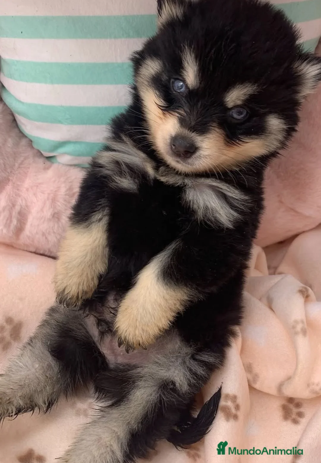 Pomsky perros en venta: POMSKY ENCANTADOR - Anuncio 1