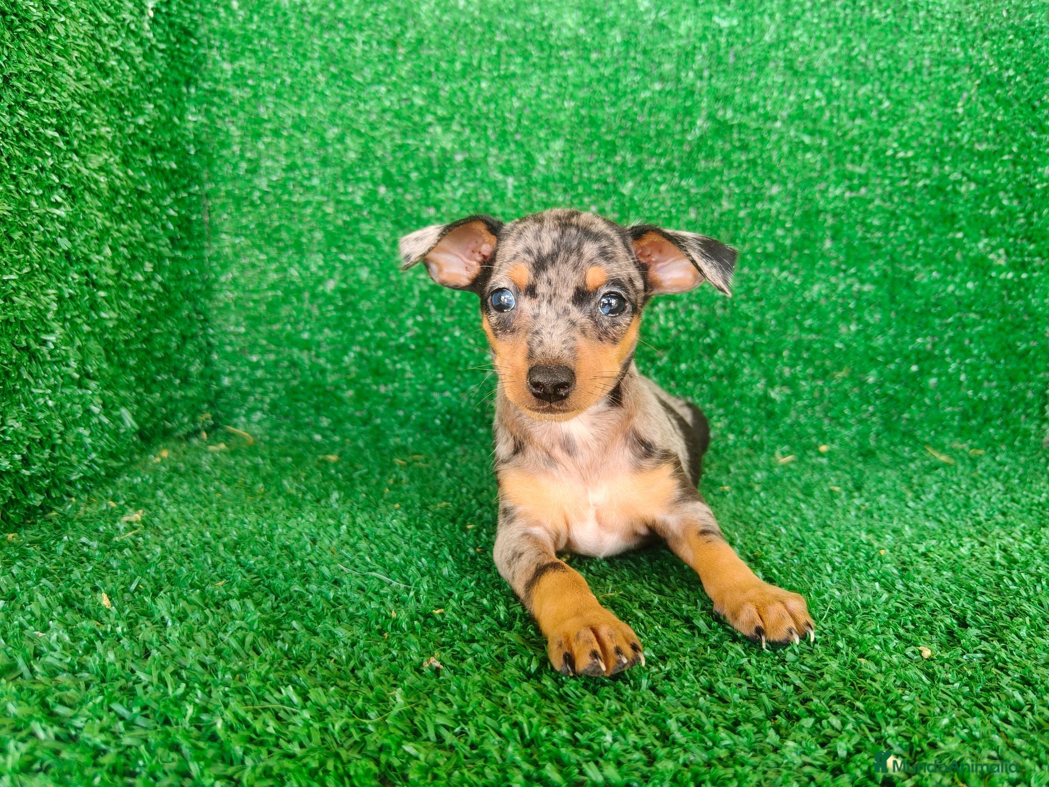 Pinscher Miniatura perros Pinscher miniatura - Anuncio 1