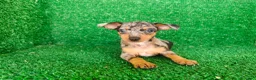 Pinscher Miniatura perros en venta: Pinscher miniatura - Anuncio 1