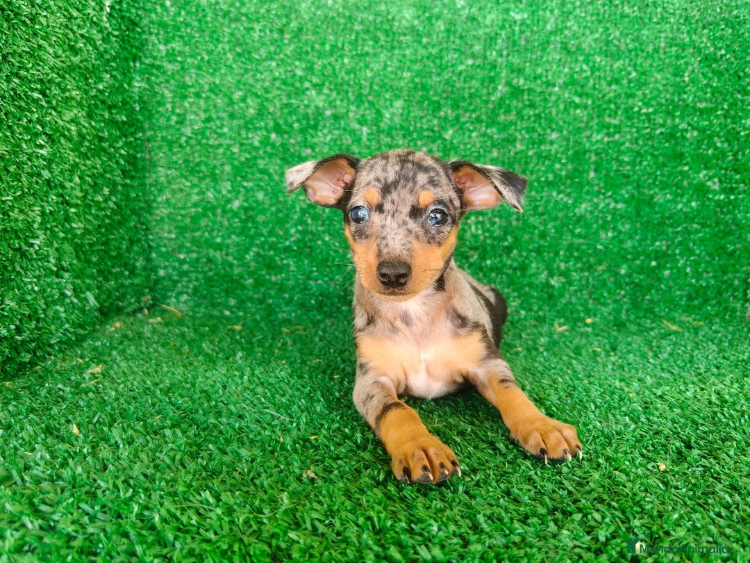 Pinscher Miniatura perros en venta: Pinscher miniatura - Anuncio 1