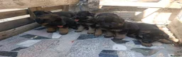 Pastor Alemán perros en venta: Disponible Pastores Alemanes Línea de belleza  - Anuncio 2