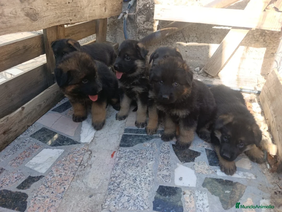 Pastor Alemán perros en venta: Disponible Pastores Alemanes Línea de belleza  - Anuncio 2