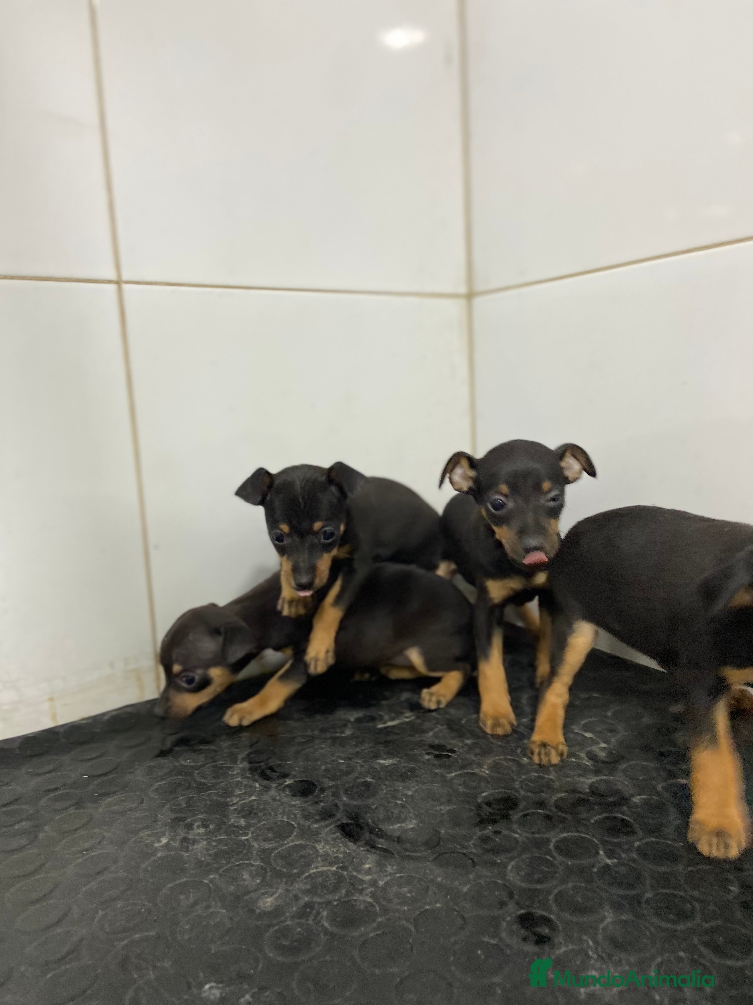 Pinscher Miniatura perros Cachorros Pinscher 500€ ¡PRECIO REAL! - Anuncio 2