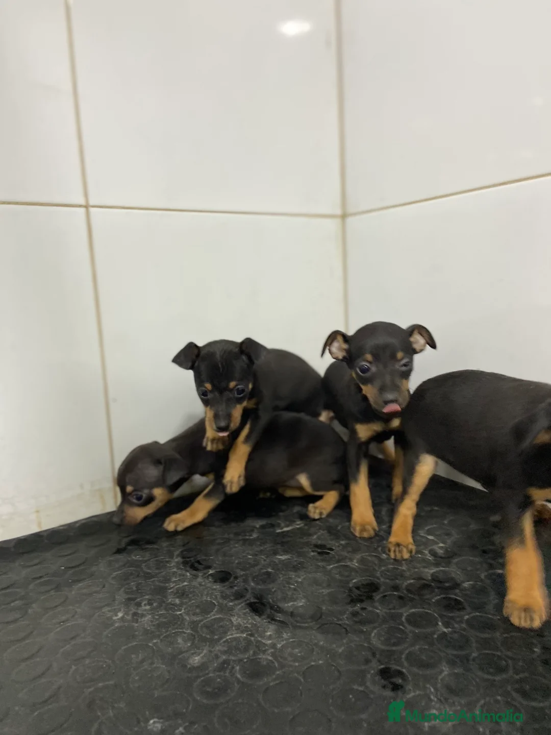 Pinscher Miniatura perros en venta: Cachorros Pinscher 500€ ¡PRECIO REAL! - Anuncio 2