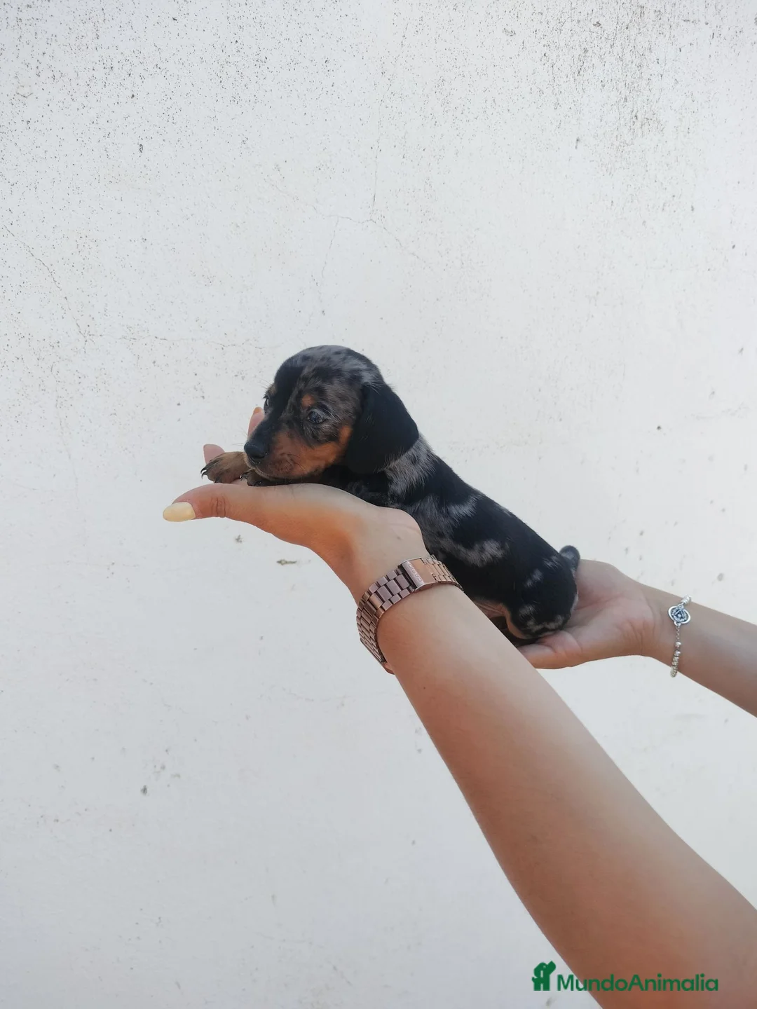 Teckel Miniatura perros en venta: Teckel miniaturas de calidad - Anuncio 1
