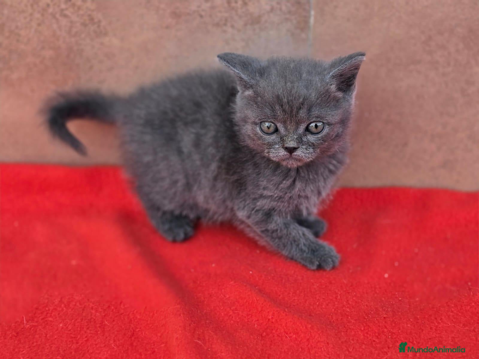 Británico de Pelo Corto Azul gatos Macho british pelo corto blue - Anuncio 1