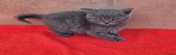 Británico de Pelo Corto Azul gatos en venta: Macho british pelo corto blue - Anuncio 1