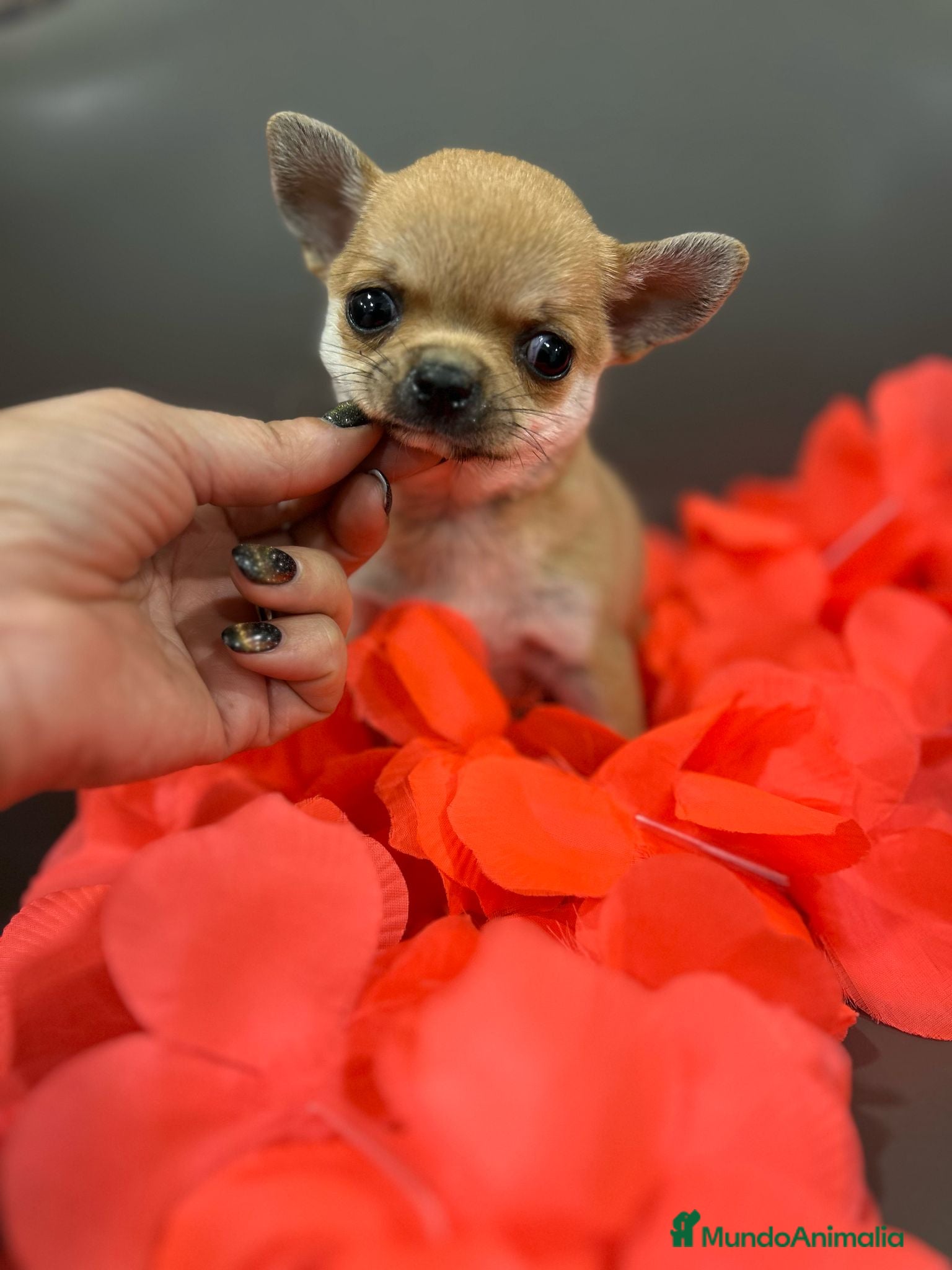 Chihuahua perros en venta: Chihuahua mini - Anuncio 2