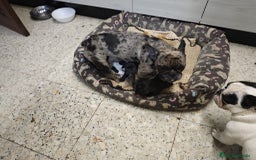 Bulldog Francés perros en venta: Bulldog francés exóticos  - Imagen 10