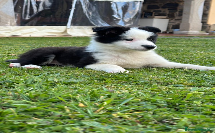 Border Collie perros - Anuncio 2
