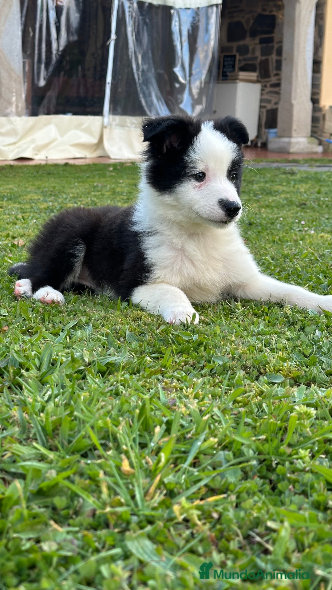 Border Collie perros en venta: Border collie  - Imagen 1