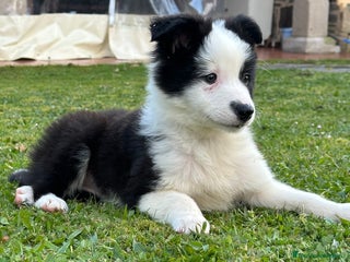 Border Collie perros - Anuncio 37
