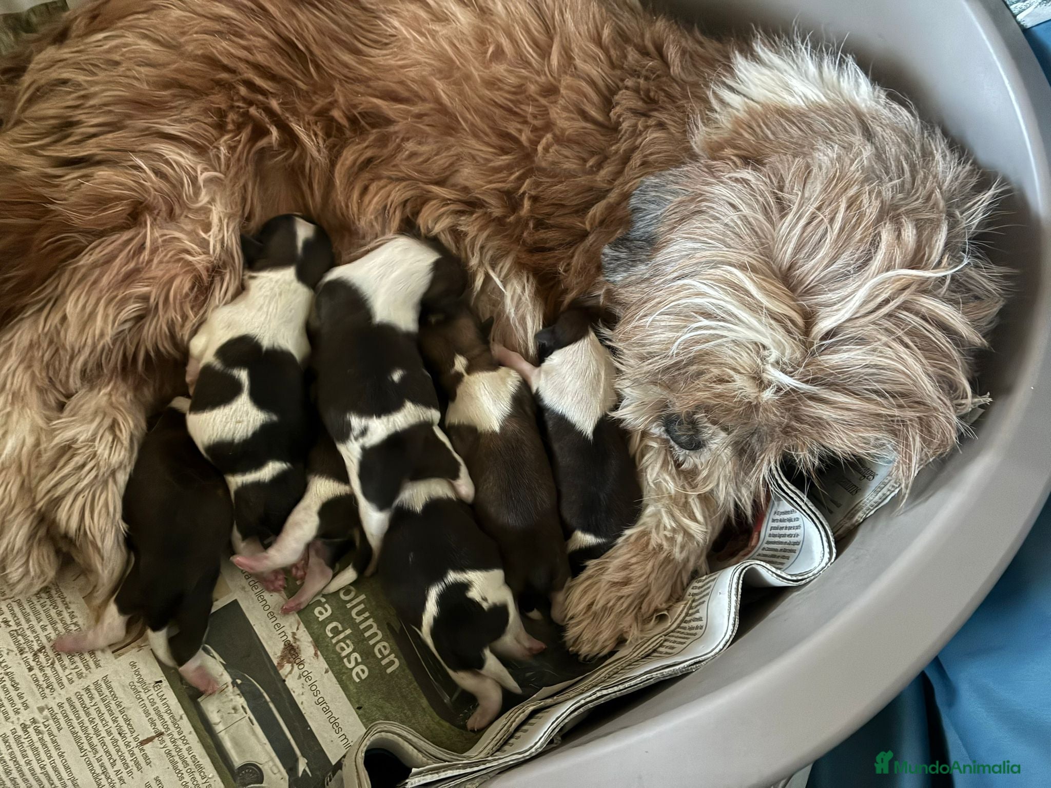 Shih Tzu perros Shihtzu  - Anuncio 1