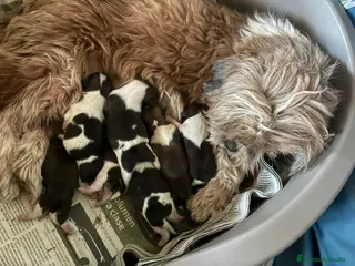 Shih Tzu perros en venta: Shihtzu - Anuncio 2