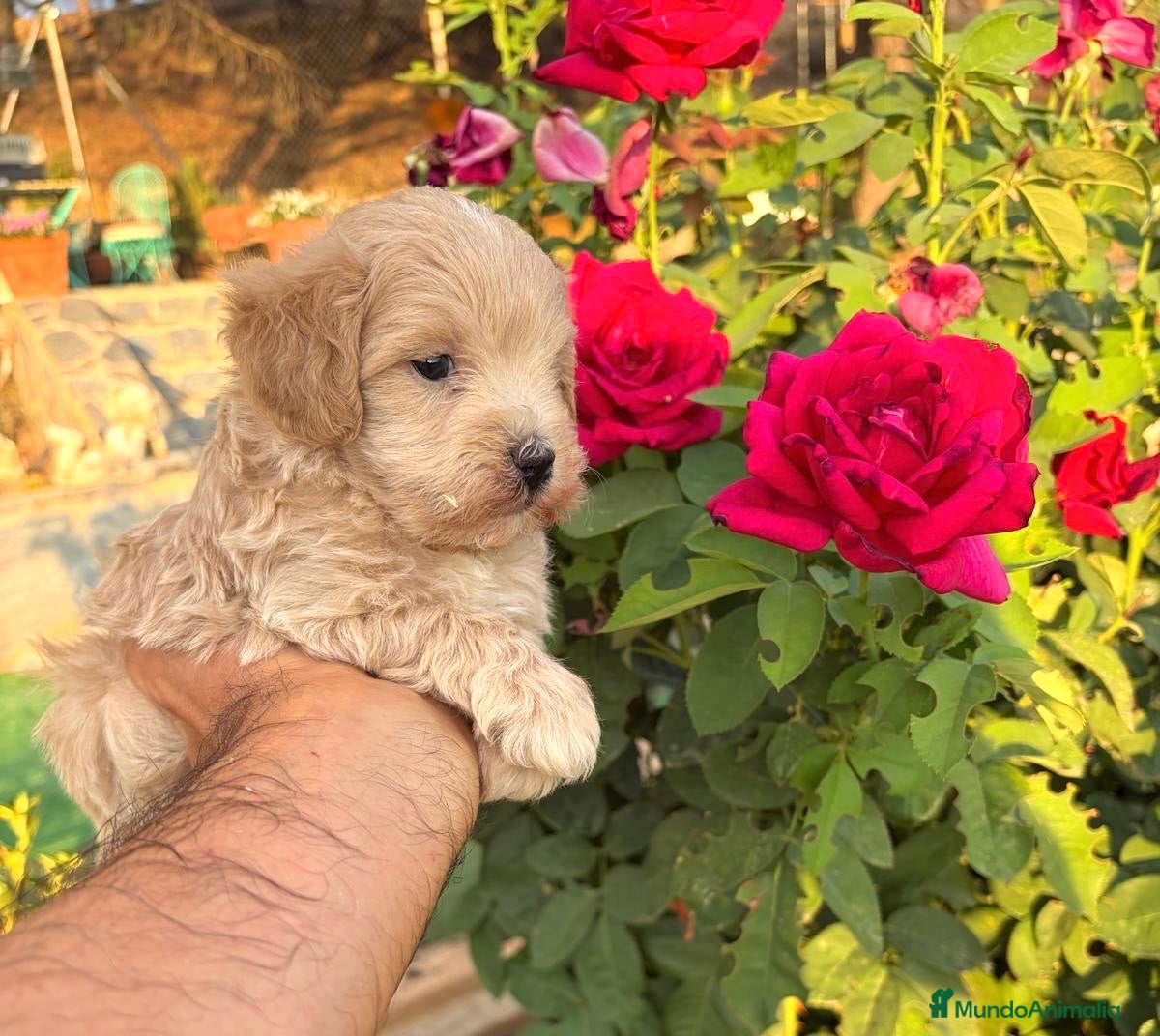 Maltipoo perros Maltipoo macho infórmate sin compromiso  - Anuncio 2