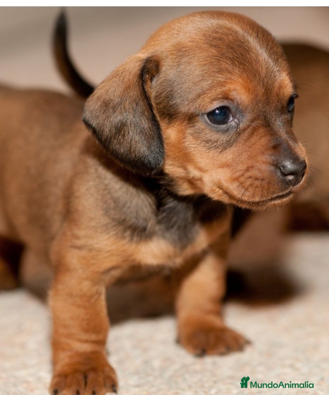 Teckel Miniatura perros en venta: Teckel kaninchen - Imagen 1