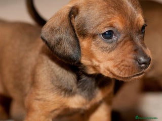 Teckel Miniatura perros - Anuncio 1