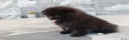 Pomerania perros en venta: Pomerania  - Anuncio 1
